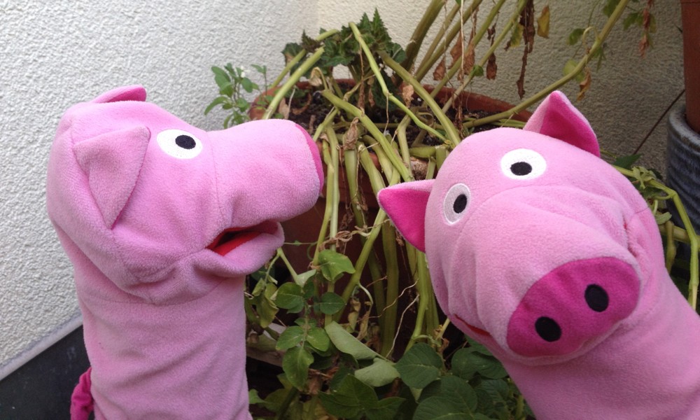 Lange Gesichter: die Kartoffel ist verblüht.