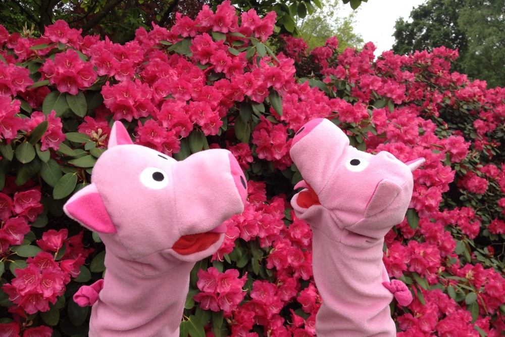 Herrlich: rosa Blumen für rosa Schweine.