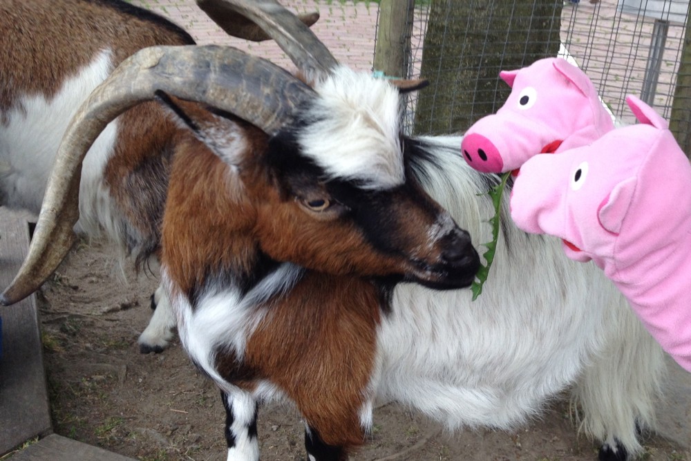Dem Chef haben die Schweine Löwenzahn mitgebracht.