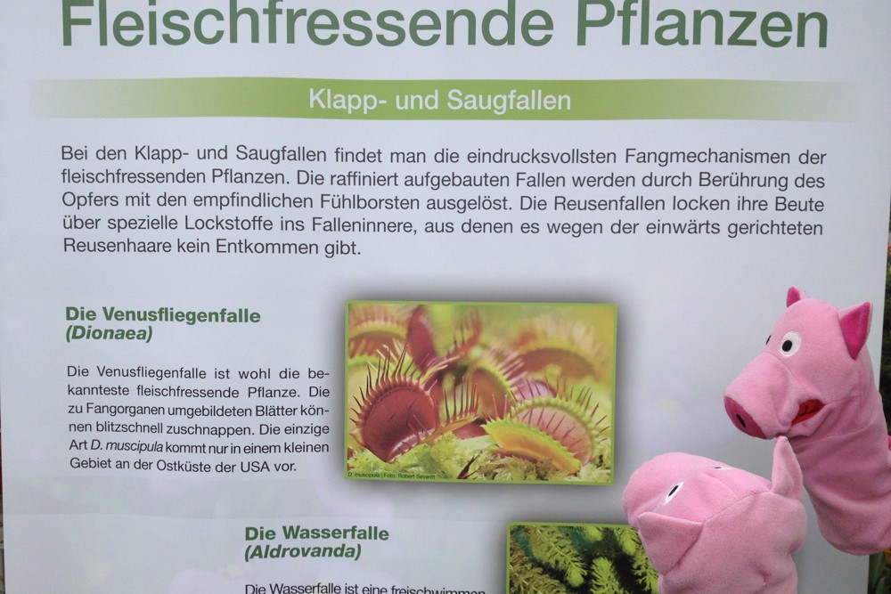 Hoffentlich haben die keinen Appetit auf Schnitzel.