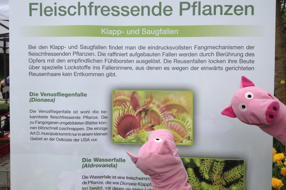 Oh Schreck: hier gibt es fleischfressende Pflanzen!