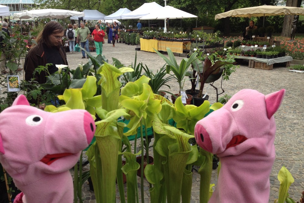 Gibt es auch fleischfressende Kartoffeln?