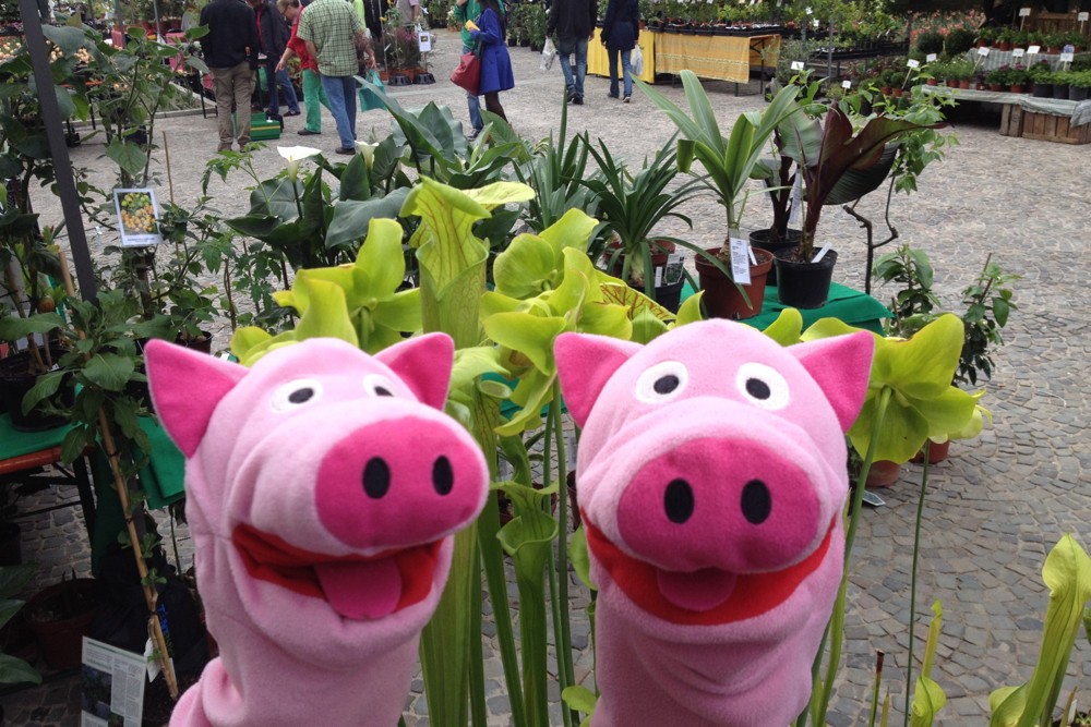 Haha, eher frisst doch ein Schwein eine Pflanze als umgekehrt.