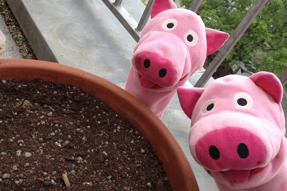 ... mal sehen, wie sie wachsen! Die Schweine freuen sich schon.