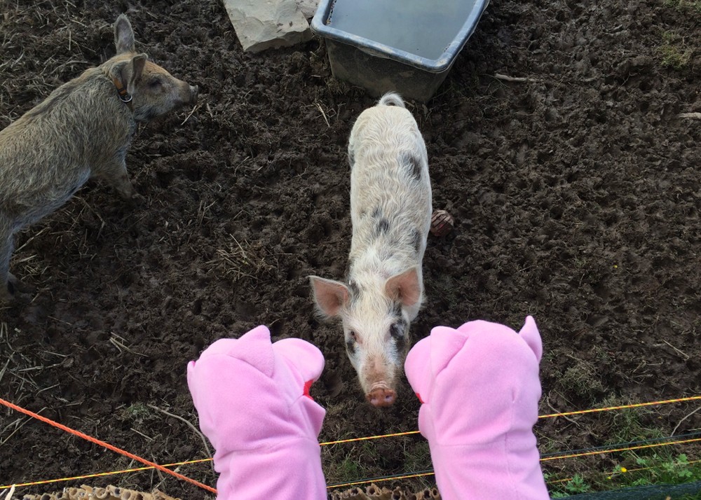 Maria bedankt sich bei den Schweinen.