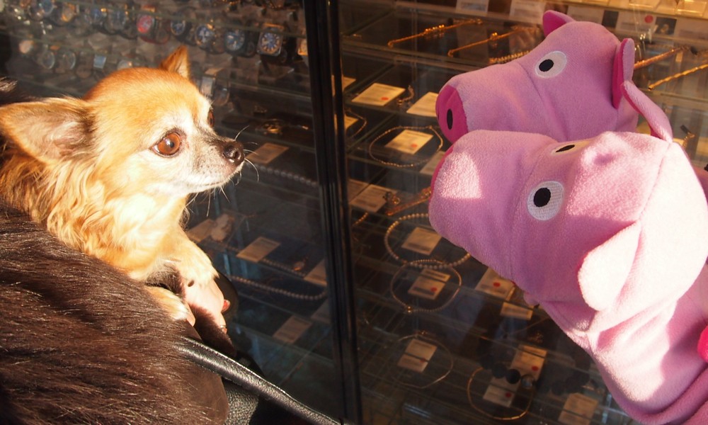 Ein Schicksenhündchen hat noch nie Schweine gesehen.