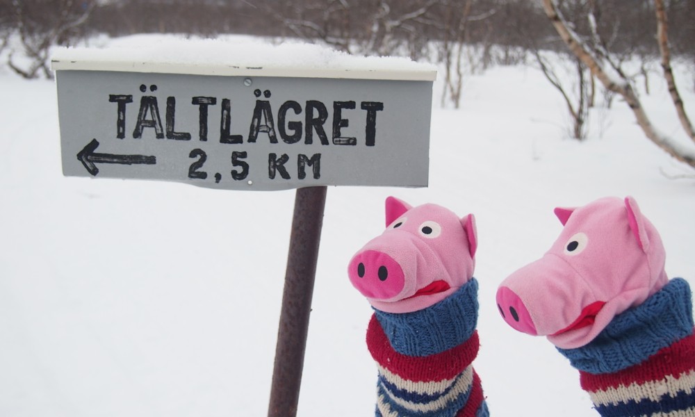 Die Schweine sind beleidigt, denn sie werden mit einer Übernachtung im Zeltlager bedroht.