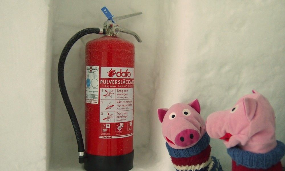 Die Schweine wundern sich über den Feuerlöscher. Vielleicht werden hier Eiskartoffeln gegrillt?