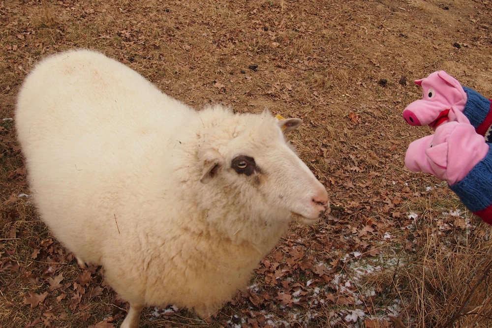 Die Schweine möchten ihre gestreiften gegen den schönen weißen Pulli tauschen.