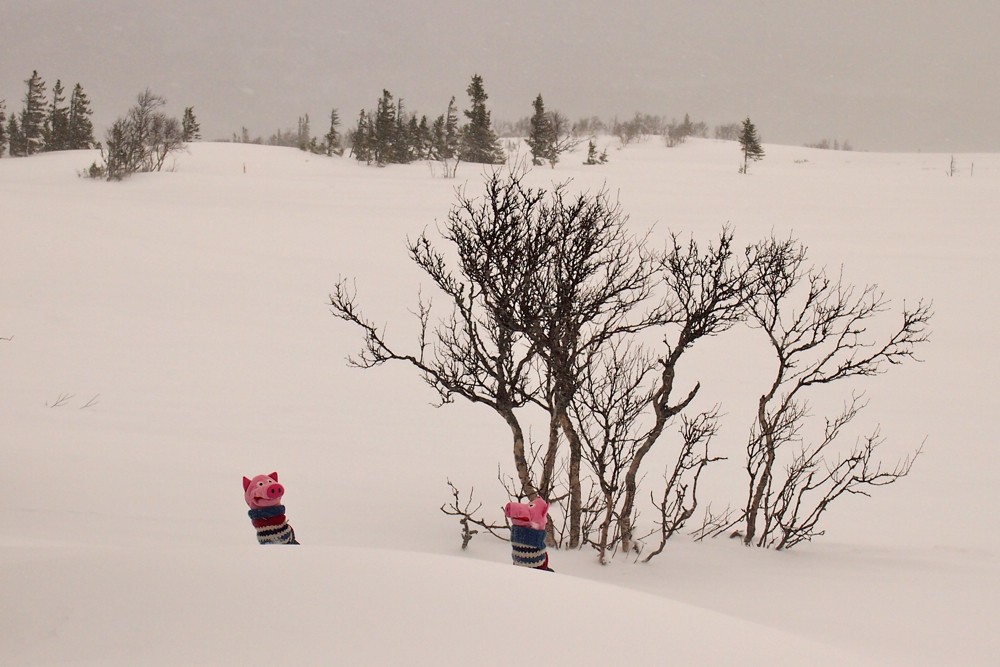 Auf dem Berg ist's ungemütlich windig, den Schweinen ist das Lachen vergangen.