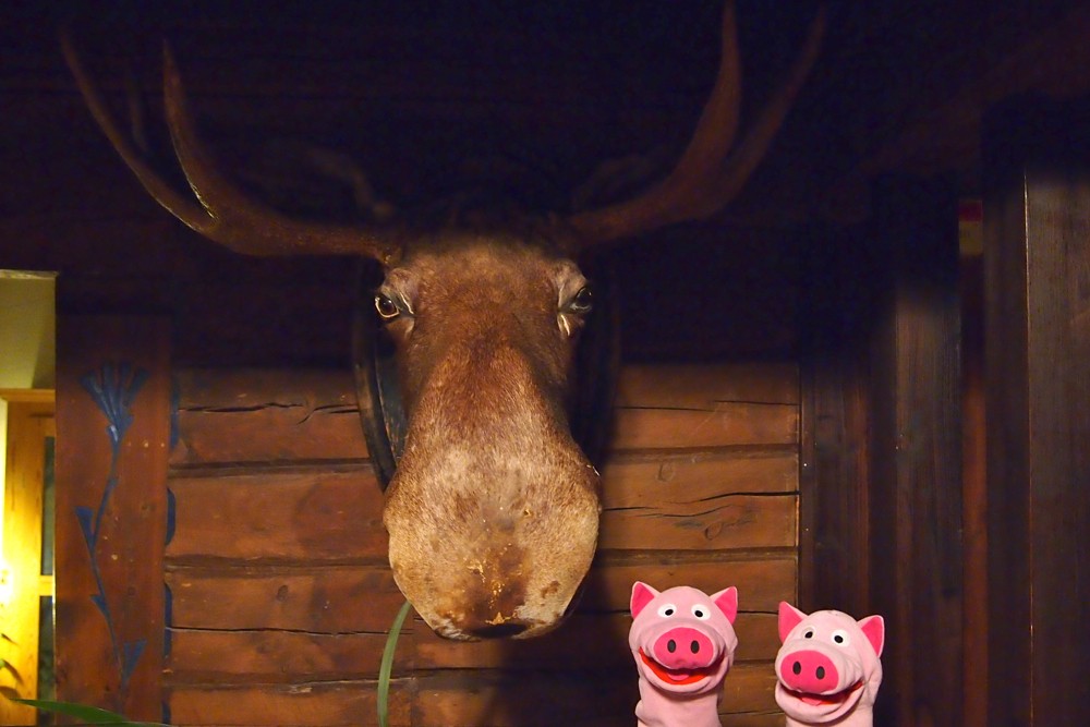 Die Schweine wurden von einem Elch bedient.