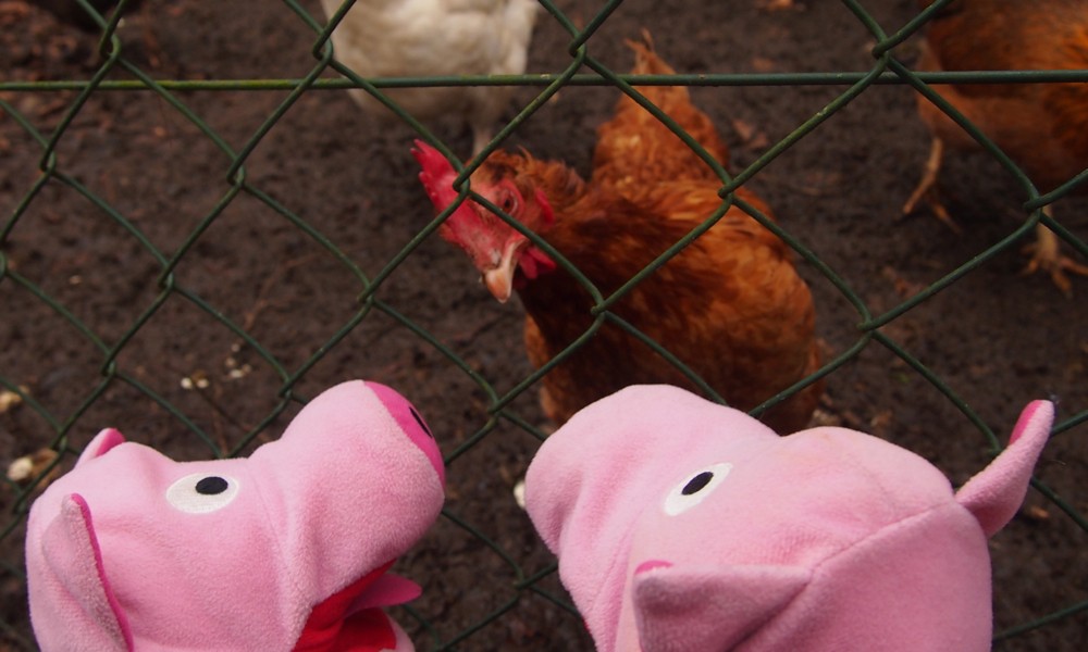 Ein Huhn erzählt, dass heute eine Wallfahrt stattfindet.