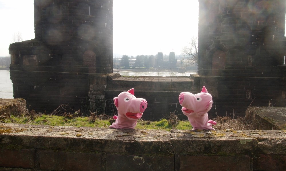 Die Schweine möchten eine Stiftung für den Wiederaufbau gründen.