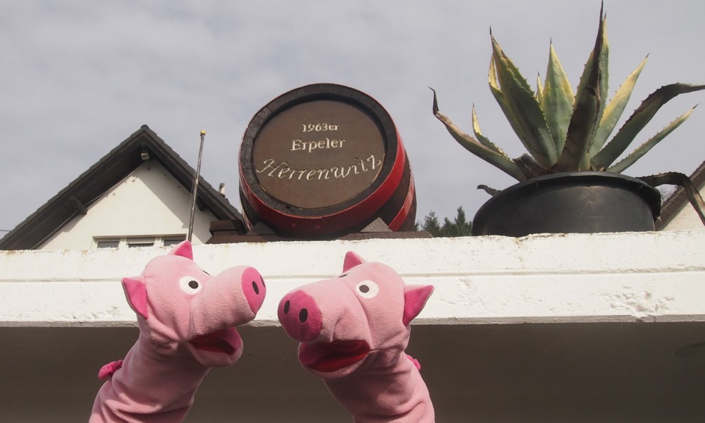 Die Schweine erzählen sich Erpeler Herrenwitze (schlüpfrig!)