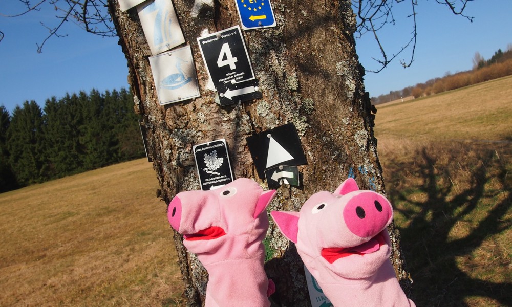 Die Schweine müssen sich erst mal orientieren.