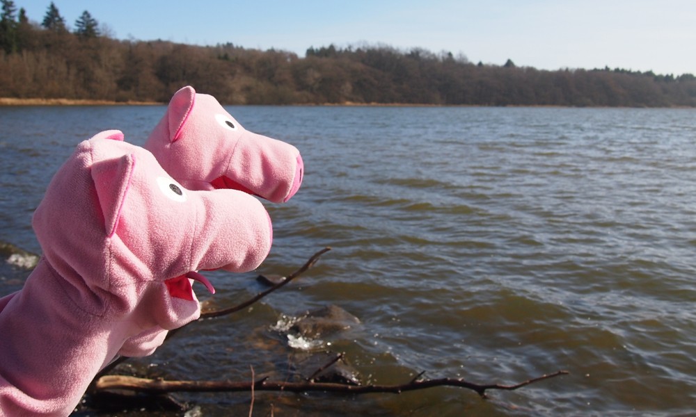 Am Dreifelder Weiher würden die Schweine direkt baden. Ist aber zu kalt.