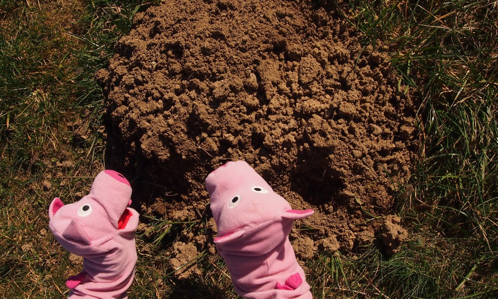 Die Schweine bewundern die akkuraten Erdkrümel, obwohl sie lieber Matsch hätten.