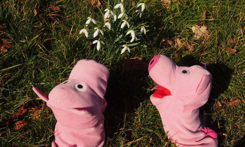 Die Schweine laben sich an den Schneeglöckchen.