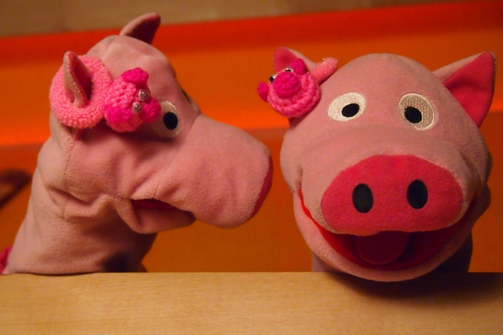 Die Schweine betrachten ihre neuen Ohrringe ...