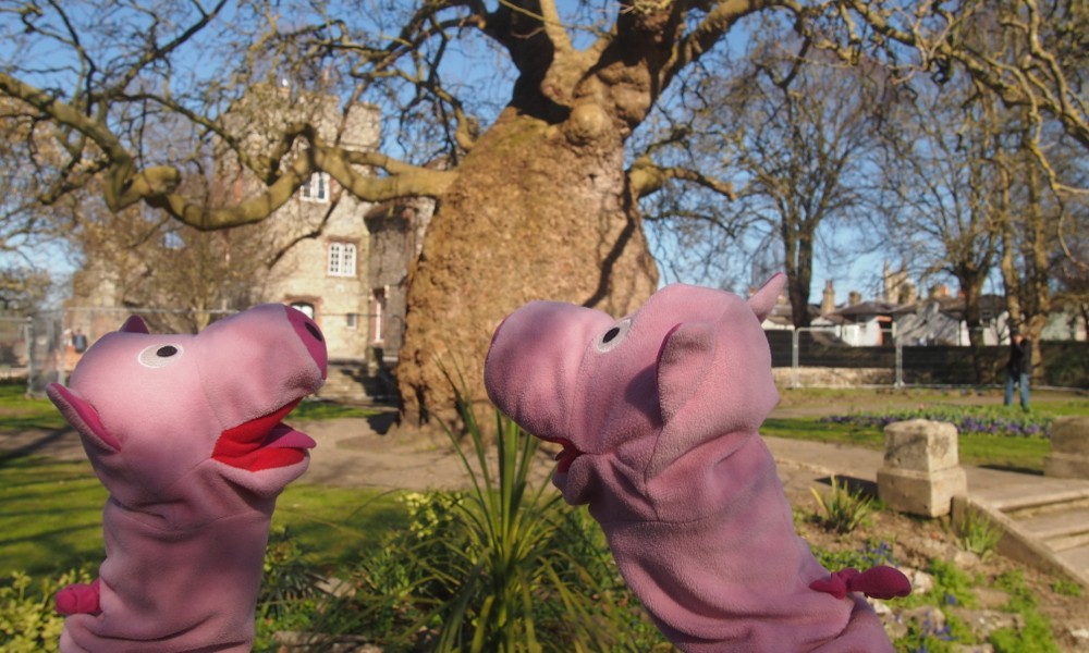 Hier bewundern die Schweine einen seltenen und dicken Kartoffelbaum.