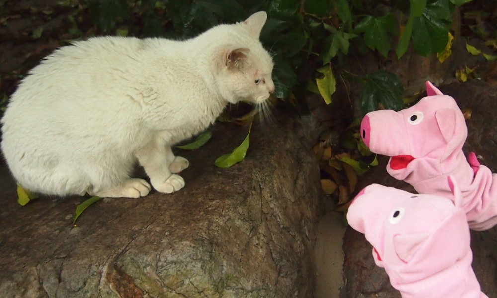 Die Schweine möchten wissen, ob hier alle nur Reis essen.