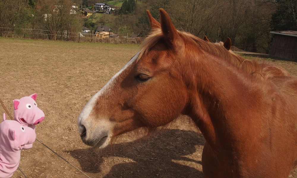 Es werden aber nur Pferdeäpfel feilgeboten.