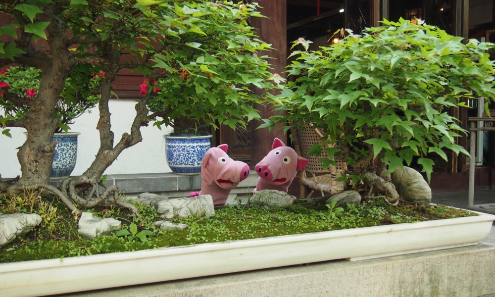 Im Bonsaigarten wachsen auch Mini-Kartoffeln.