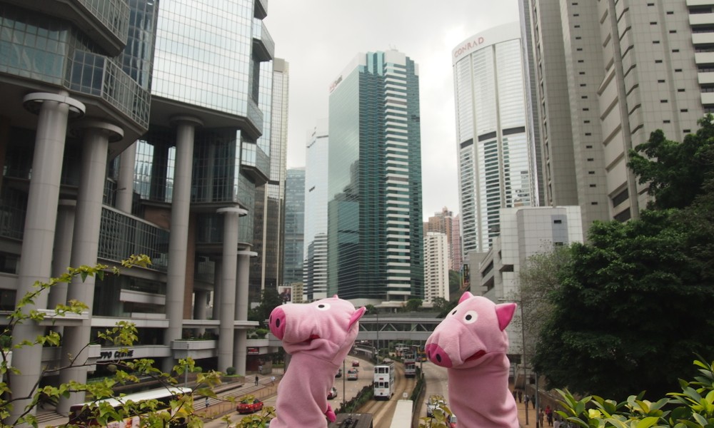 Kaum angekommen, haben sich die Schweine in einer Häuserschlucht verlaufen.