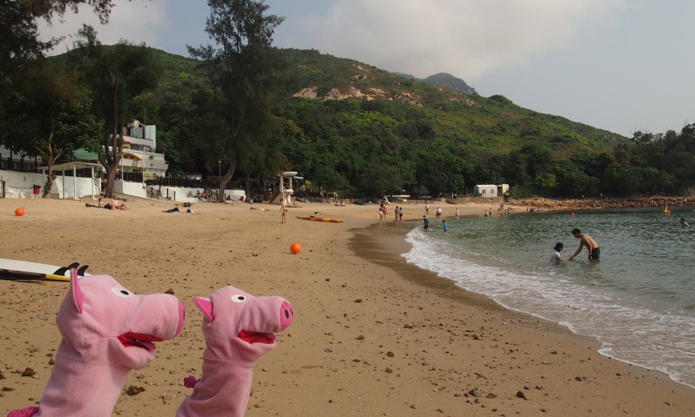 Am Strand geht es entspannt zu, die Schweine gehen kurz plantschen.