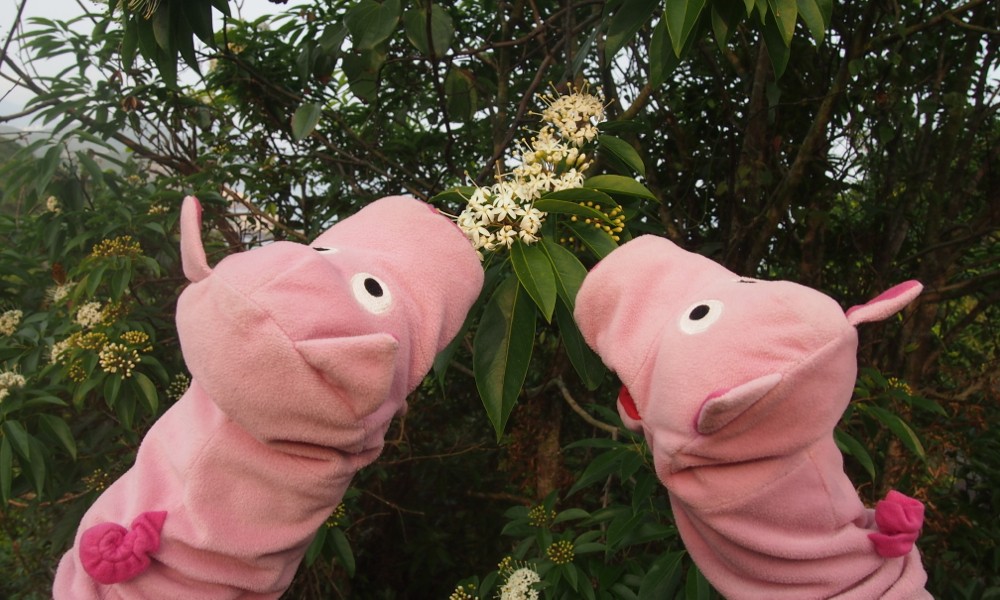 Auch die botanischen Interessen werden bedient.