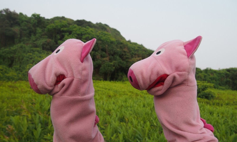 Die Schweine beeilen sich, sonst verpassen sie die Fähre.