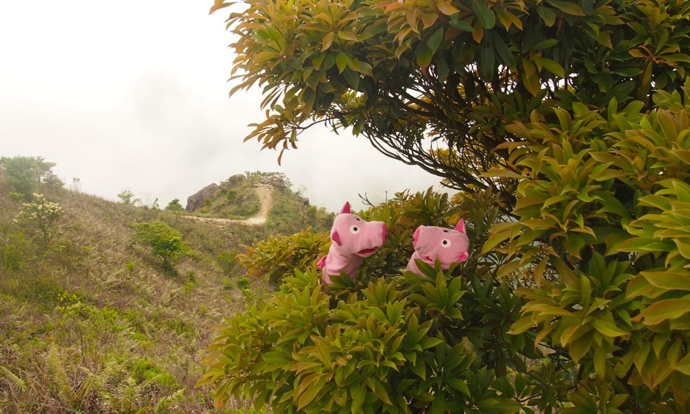 Die Schweine fragen sich, ob es hier wilde Tiere gibt, z.B. Tiger.
