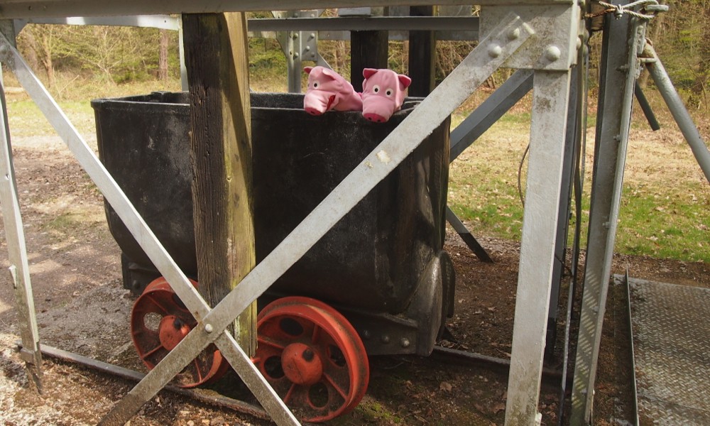 Die Schweine sind skeptisch, ob sie wirklich einfahren sollen.