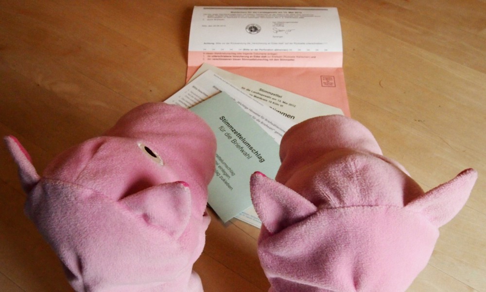 Die Schweine studieren die Wahlunterlagen ... So viele Umschläge ...