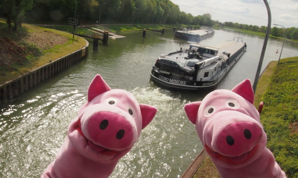 ... sondern Kartoffeln!