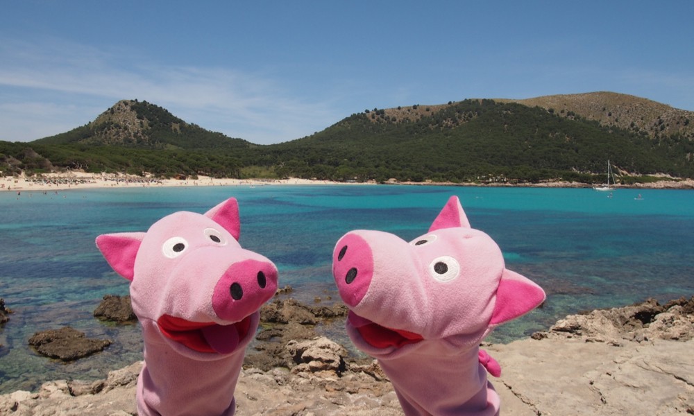 Alles so schön blau hier: Schweine an der Cala agulla.