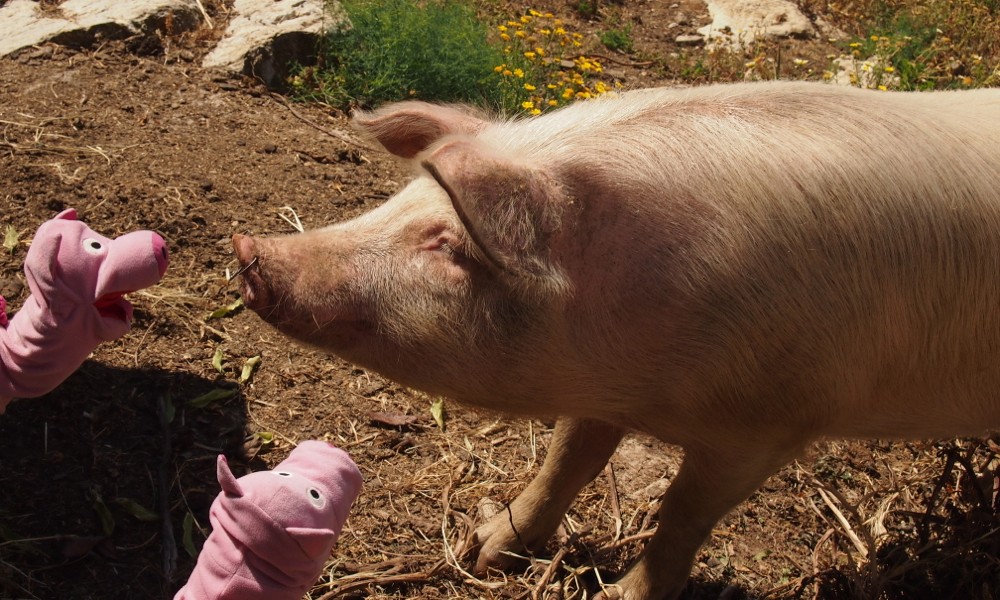 Die drei Schweine tauschen Kartoffelrezepte aus, z.B. über Tortilla de patatas.