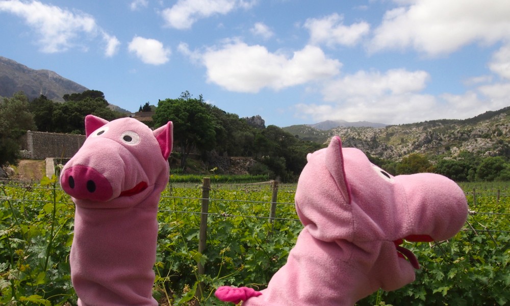 Im (Sch)Weinberg: links rum oder rechts rum?