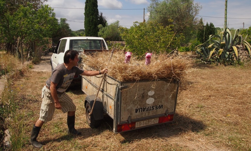 Die Schweine helfen einem bekannten Gastwirt und Bauern bei der Heuernte.