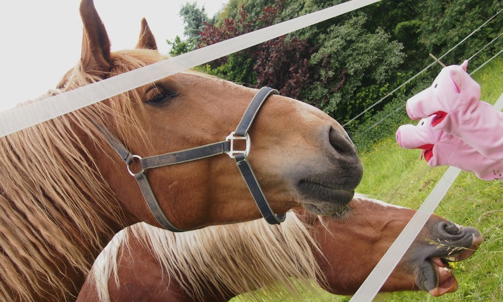Die Schweinele treffen ein Pferdle, mit der Unterhaltung klappt' sch scho gut.