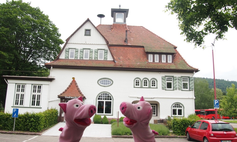 In Bad Herrenalb: Die Schweinele möchten bei den Stadtwerken anfangen.