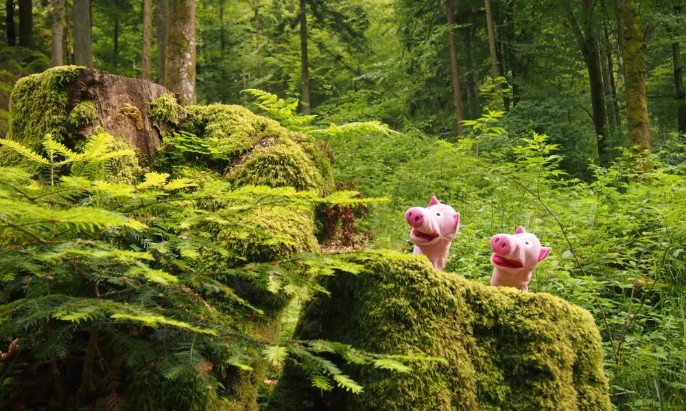 Die Schweinele bewundern das Möösle an einem Baumstümpfle.