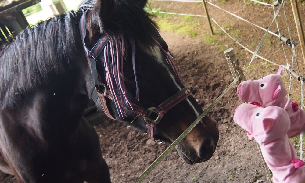 Die Schweinele treffen ein Pferdle und halten ein Pläuschle. "Do nunter", sagt das Pferdle.