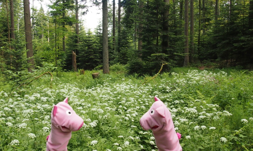 Die Enttäuschung ist groß, denn man hatte zumindest ein kleines Kartoffelfeld erwartet.