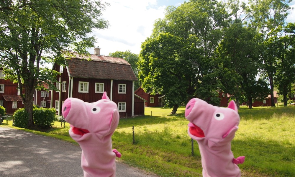 Die Schweine kommen in Bråfors vorbei. Eine Wanderung ist immer eine gute Gelegenheit...