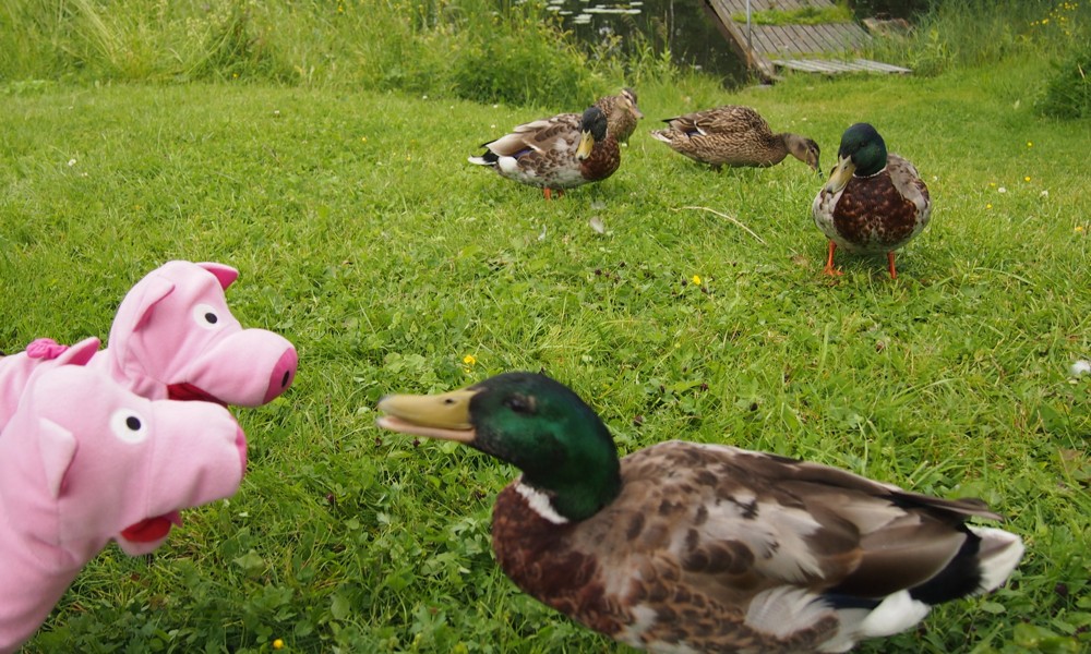 Die Ente erzählt, dass sie dem Fuchs eins übergebraten hat. Die Schweine staunen.