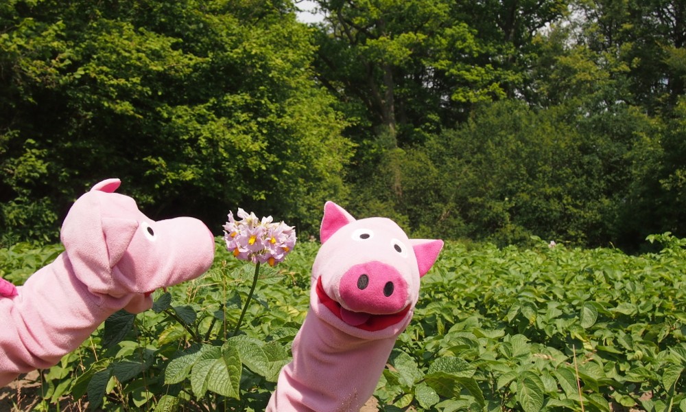 ... gibt es seltene Kartoffelblüten zu sehen!