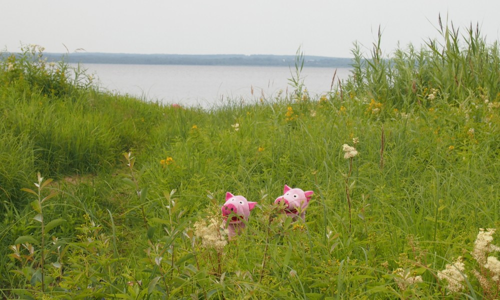 Am Finjasee steht das Gras sehr hoch.