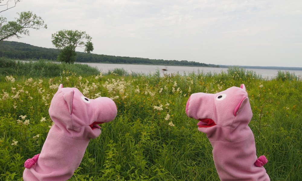 Die Schweine lesen den Vogelflug, es steht aber nur Unsinn drin.