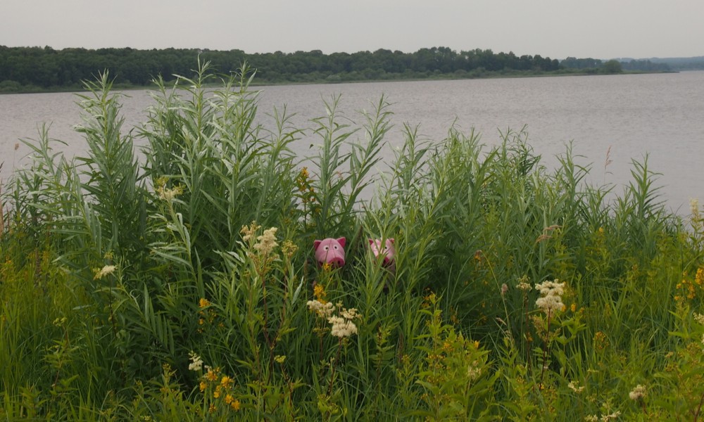 Die Schweine verstecken sich, denn sie wollen nicht nach Hause.